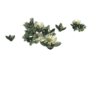 Flower_Faucaria tigrina3